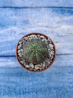 Euphorbia Obesa (Эуфорбия)