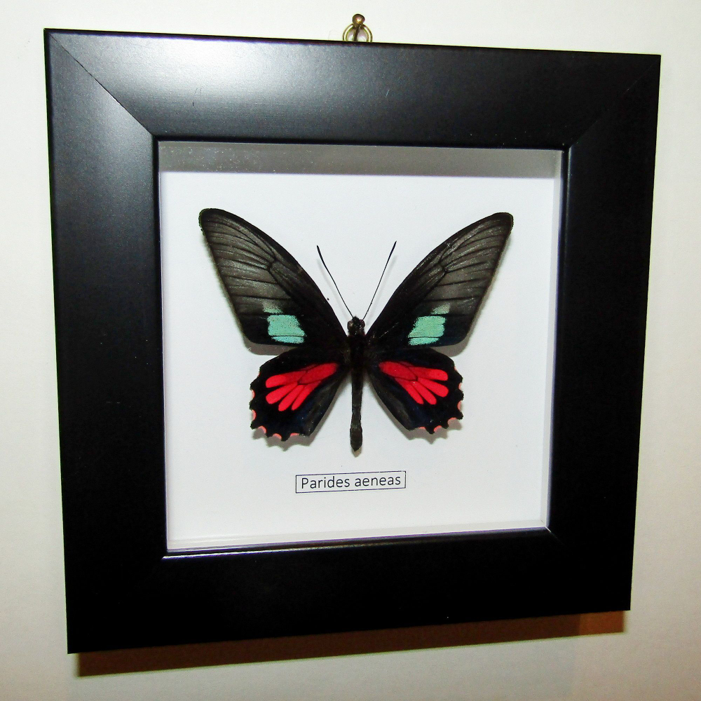 Бабочка Parides aeneas в рамке