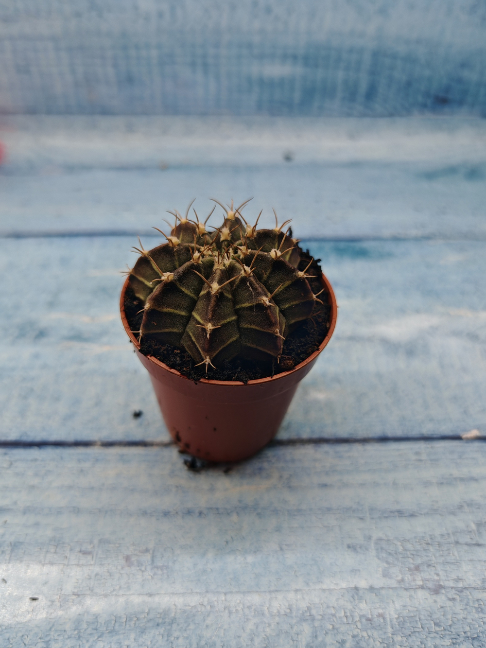Gymnocalycium Friedrichii (Гимнокалициум)