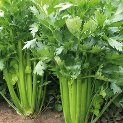 СИЕННА F1 семена сельдерея (Enza Zaden | Alexagro)