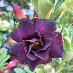 Адениум NIGHT ANGEL