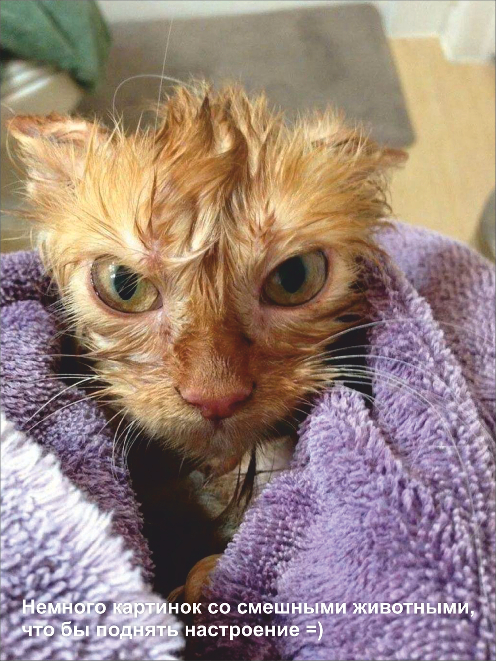 Гроб для кошки