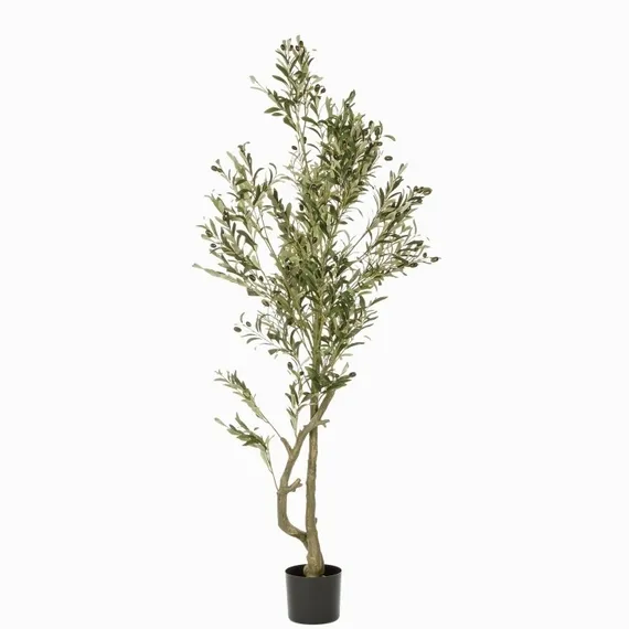 Оливковое дерево высота 172 см