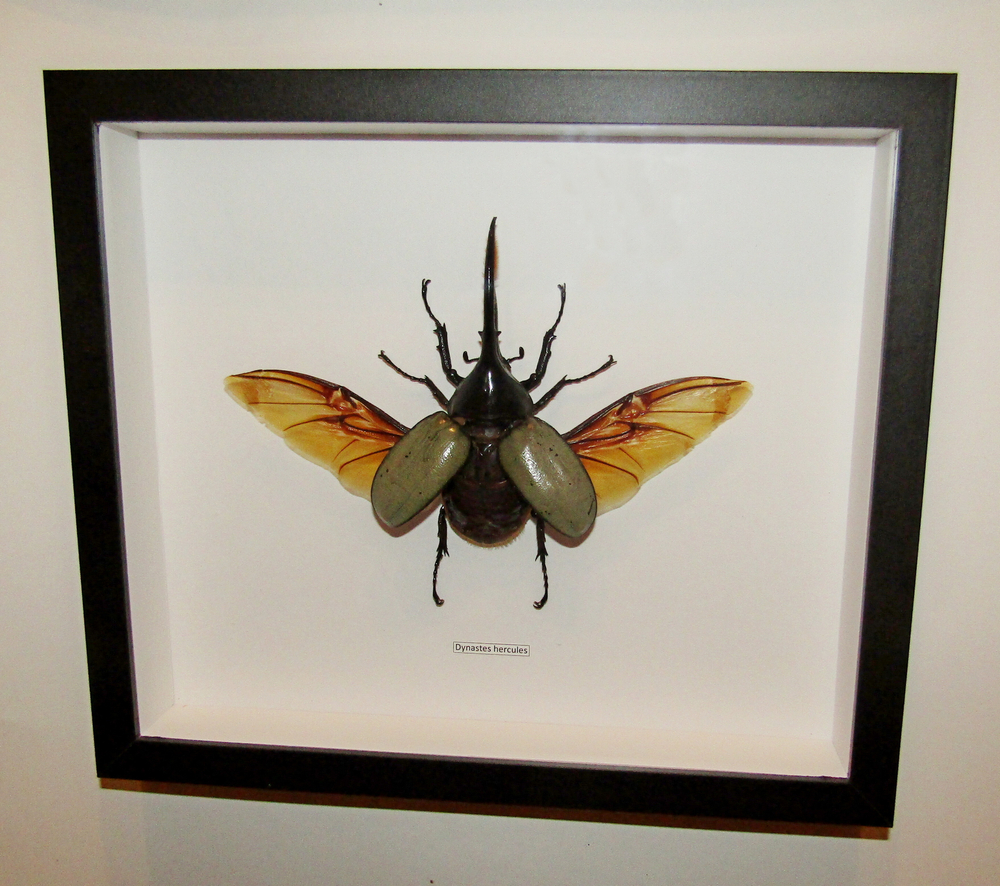 Жук Dynastes hercules 120 мм в рамке
