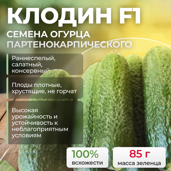 КЛОДИН F1 семена огурца Seminis купить