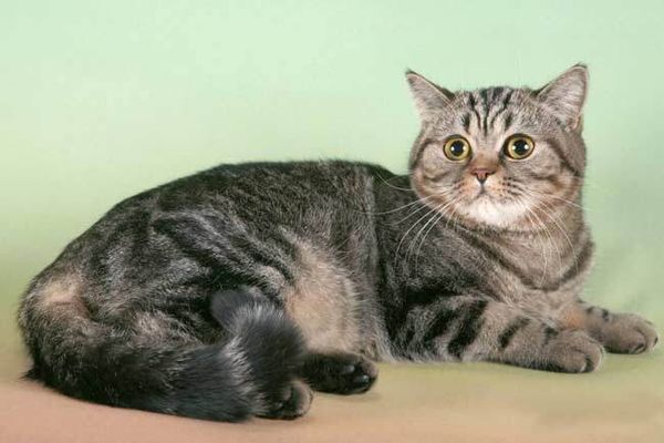 Европейская короткошерстная кошка Европейская короткошерстная кошка