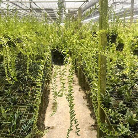 Хойя ENGLERIANA BELLA