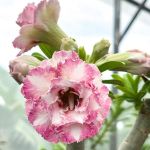 Адениум DARALA