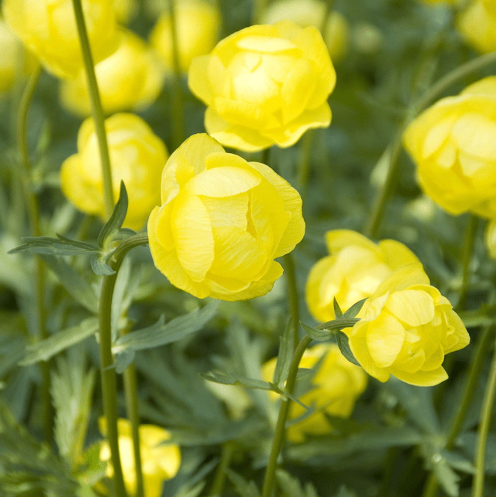 Купальница гибридная "Lemon Queen". Trollius "Lemon Queen".