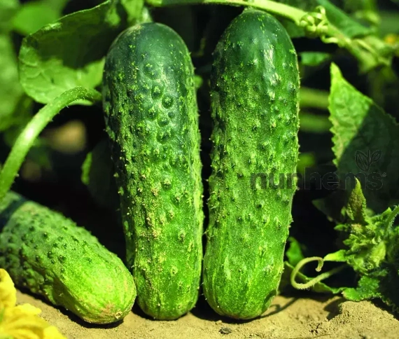 Аякс F1 семена огурца пчелоопыляемого (Nunhems / ALEXAGRO) цена – фото 5