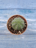 Euphoria Obesa (Эуфорбия)