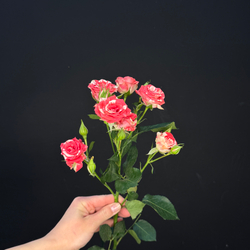 Роза кустовая fireworks / 1 шт