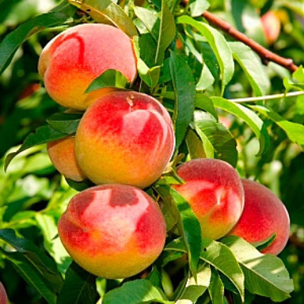 Медовый (Колоновидный)