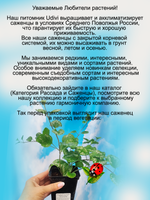 Яснотка зеленчуковая Флорентинум многолетняя