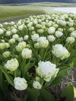 Тюльпан Махрово-бахромчатый Сноу Кристал