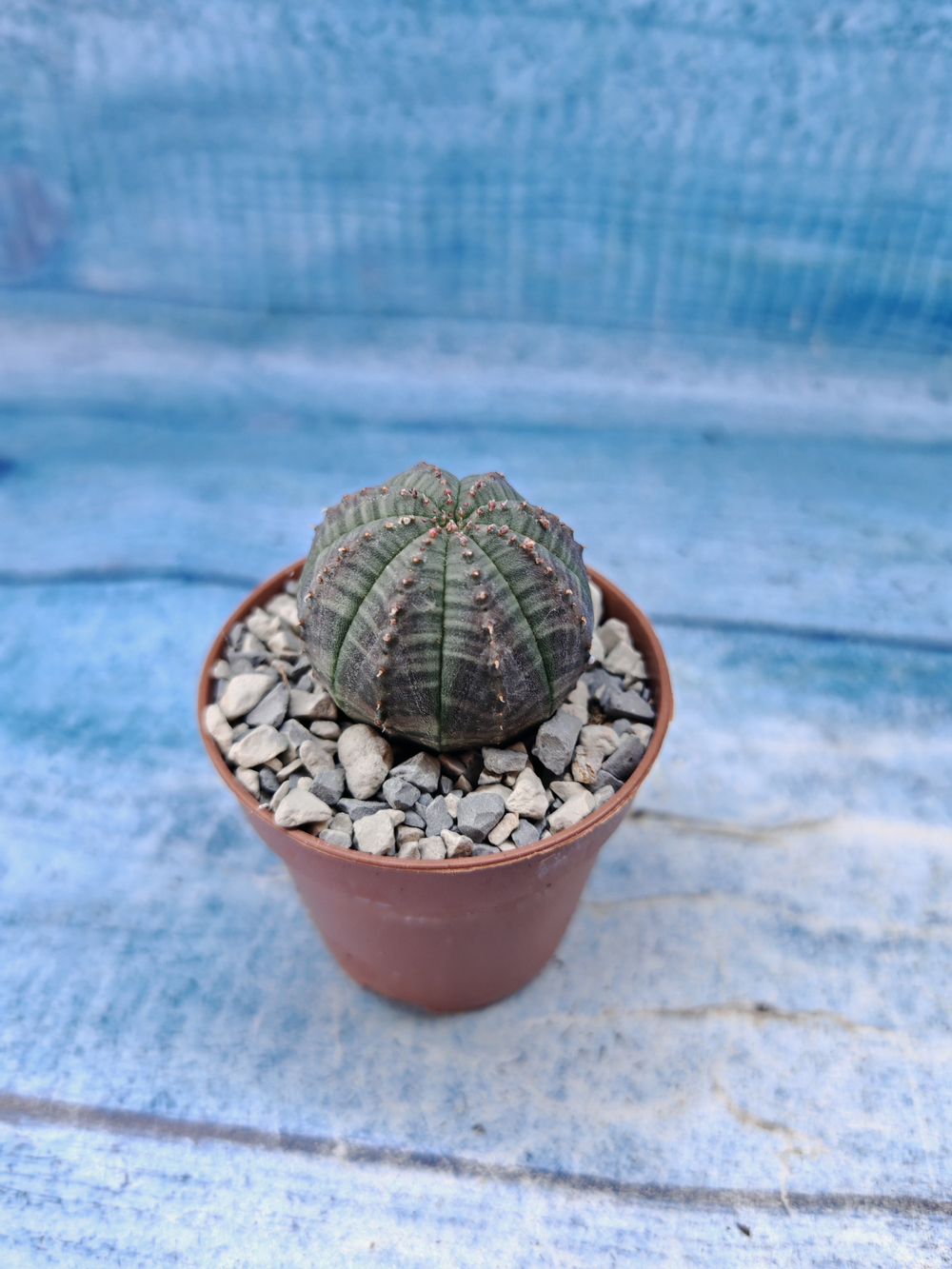 Euphorbia Obesa (Эуфорбия)