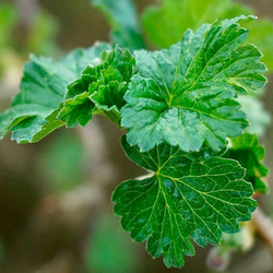 Смородина черная (лист) 500гр.