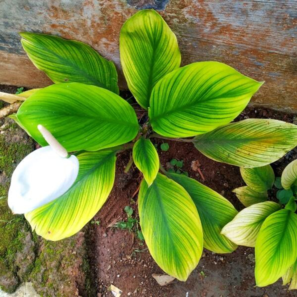 Спатифиллум STRIPES