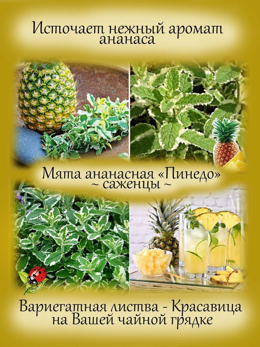 Мята ананасная Пинедо пестролистная Pinedo вариегатная