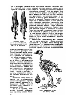 Сокола-кречеты. Систематика, распространение, образ жизни и практическое значение | Г.П. Дементьев