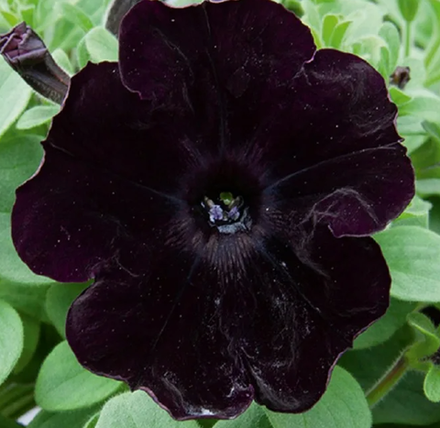 ЕВРО Петуния Bonnie Velvet укорененный черенок ОКС