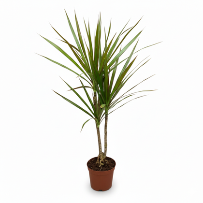 Драцена узколистная Millennial Forest д.11