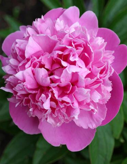 Пион Алиса Хардинг (1 шт) Волжский Сад