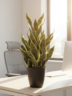 Щучий хвост Дракон зеленый в кашпо