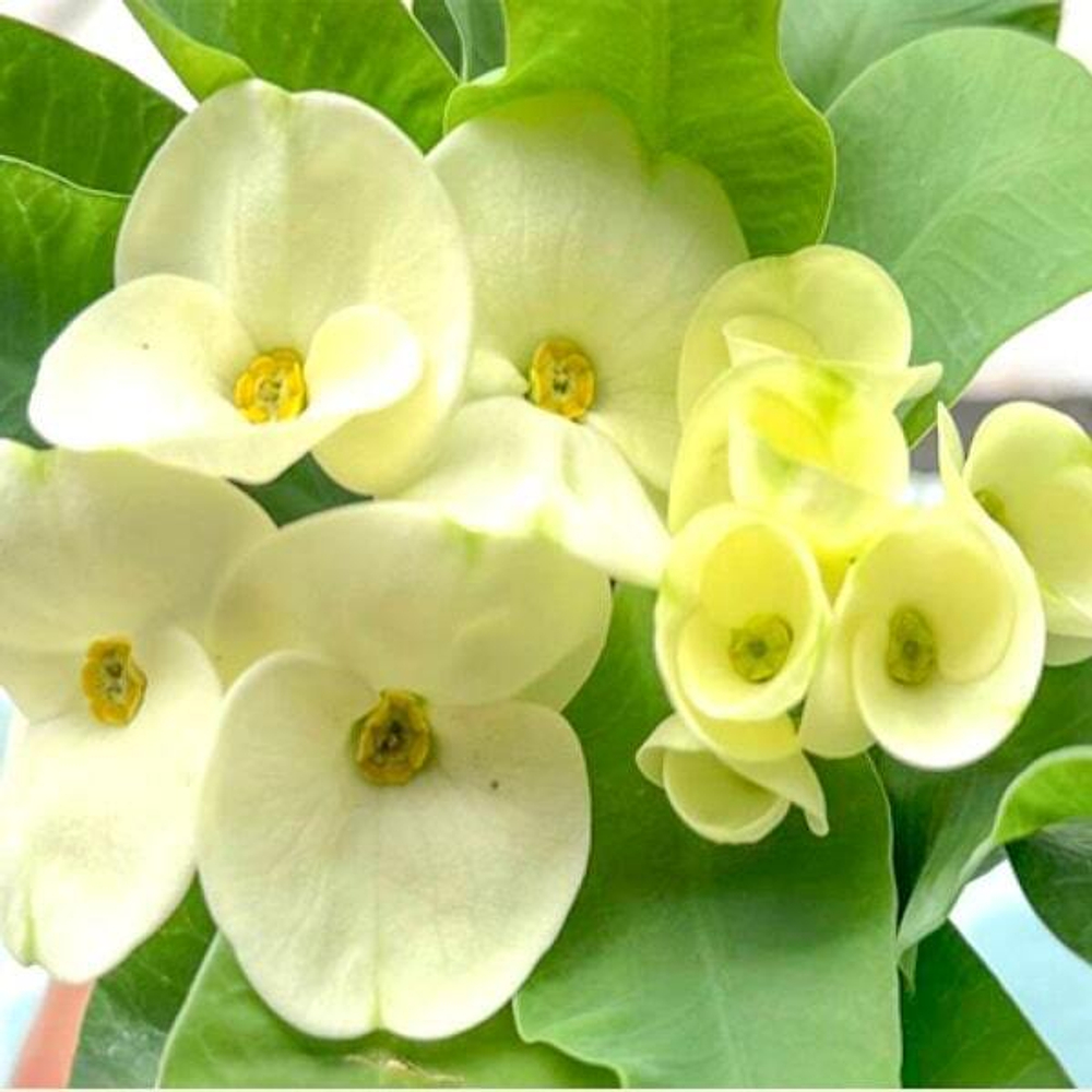 Эуфорбия Миля NGERN TRA