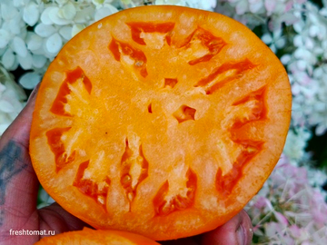 Минусинские стаканы оранжевые сорт томата