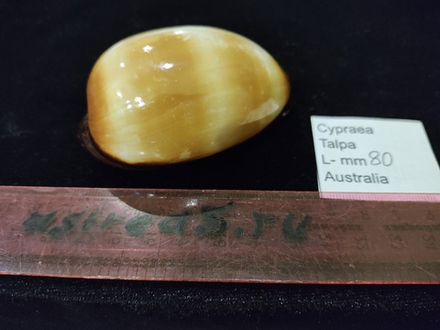 Ципрея Талпа