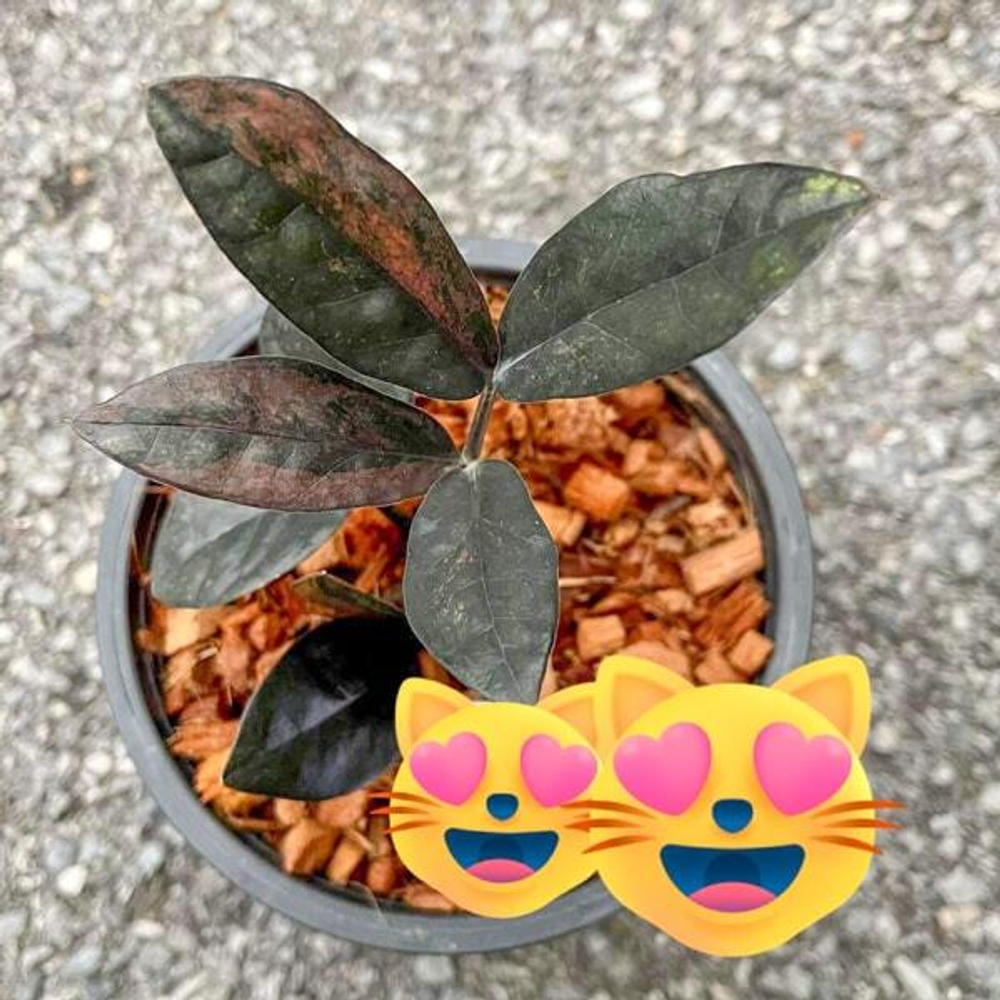 Замиокулькас BLACK VAR 5 leaves