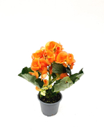 Бегония красивоцветущая, диаметр 9