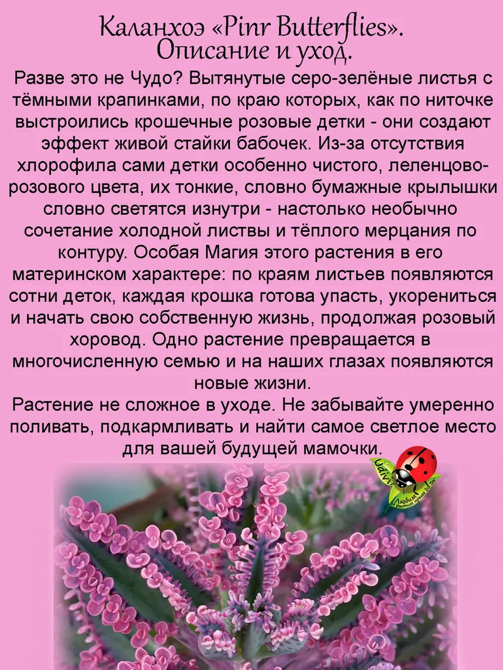 Каланхоэ Розовые бабочки