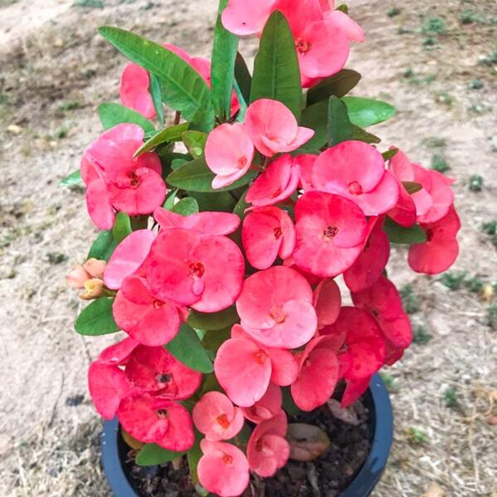 Эуфорбия Миля DOUNG SOMWANG