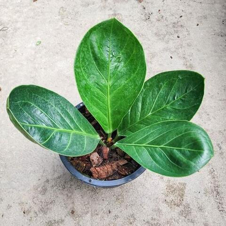 Антуриум JENMANI CURLY LEAF