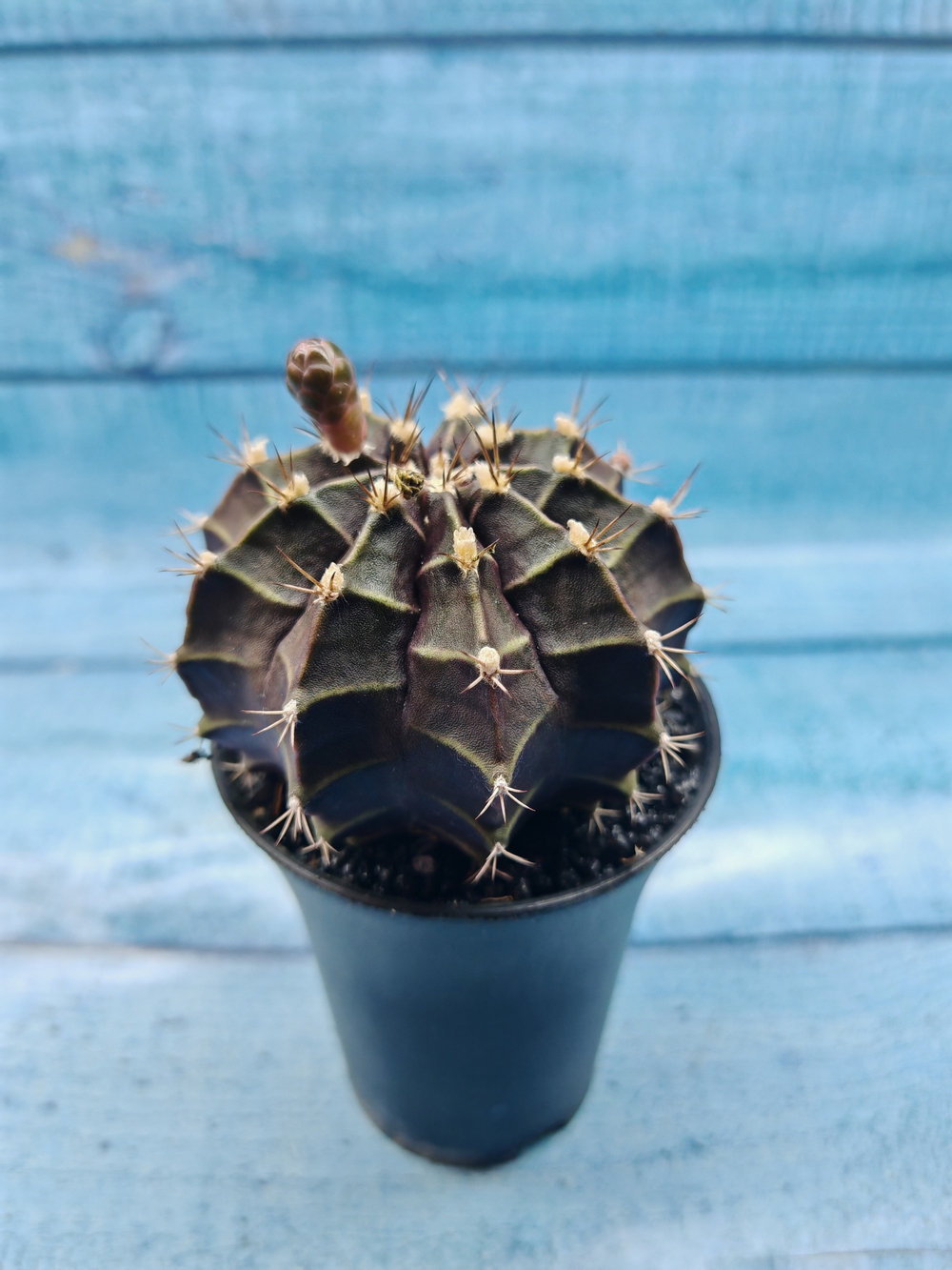 Gymnocalycium Mihanovichii black (Гимнокалициум)