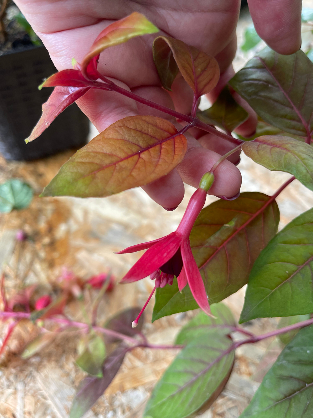 Фуксия Autumnale