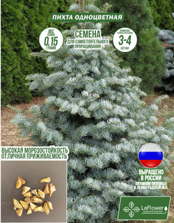 Семена, Пихта Одноцветная , 0,15 грамм