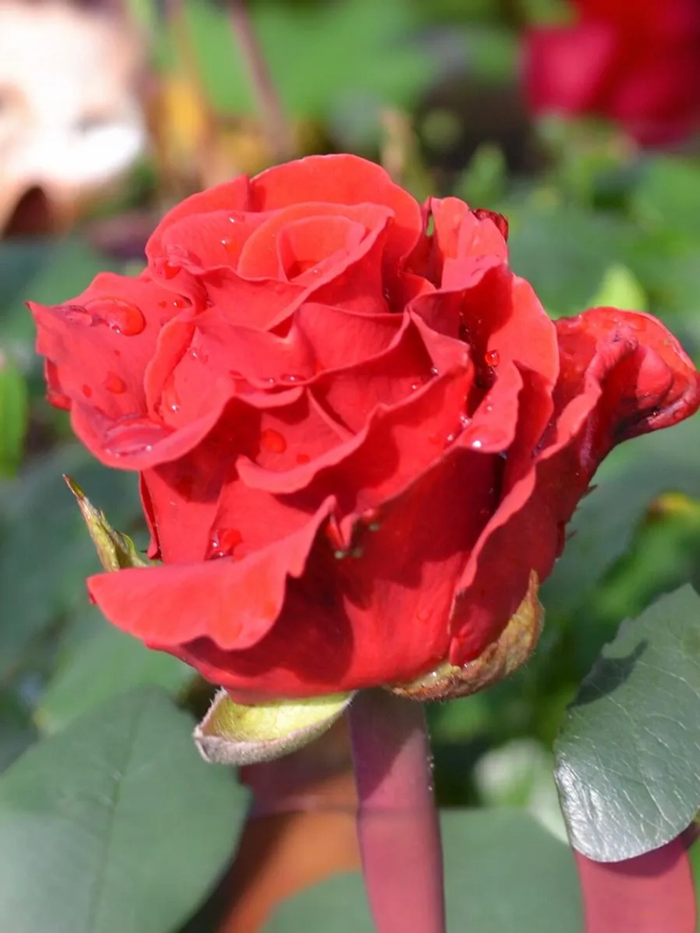 Роза чайно-гибридная Эль Торо