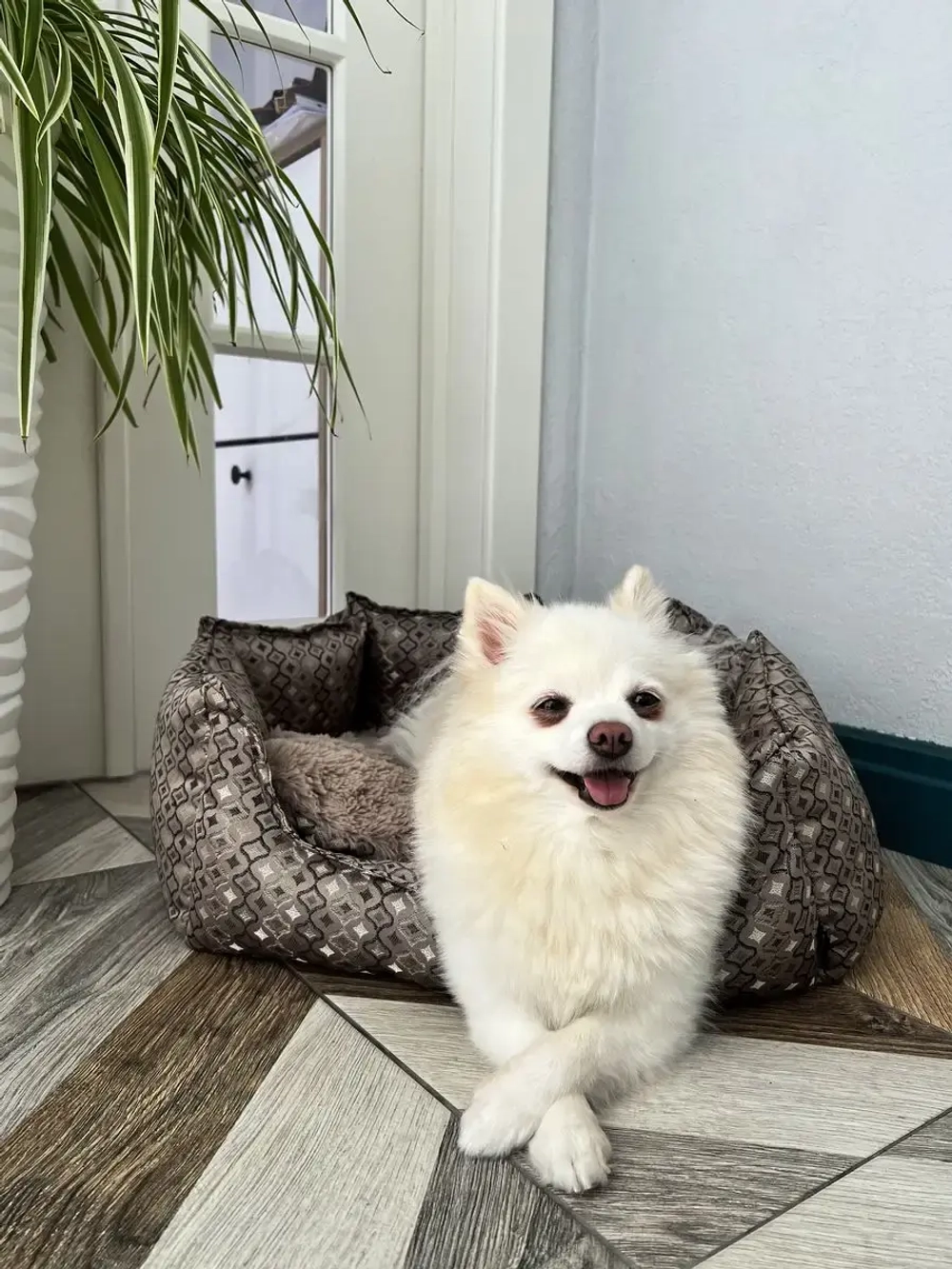 Лежанка для собак и кошек 60*45 домик для кошки