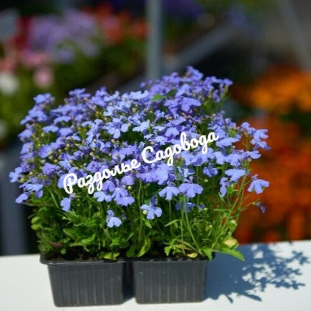 Лобелия кустовая