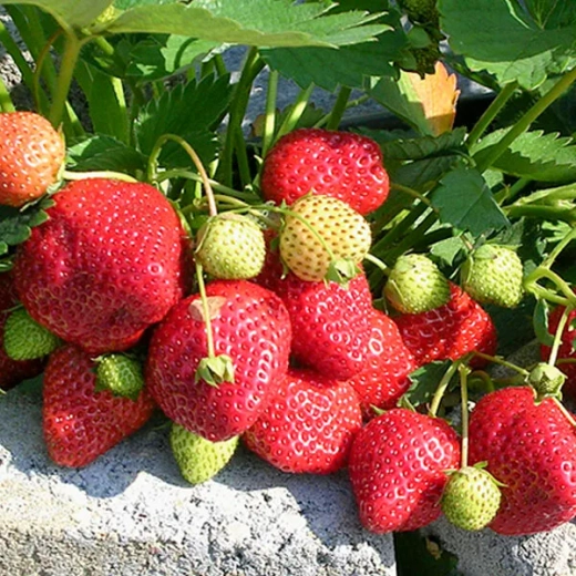 Земляника садовая Королева Елизавета Р9 Закупка М65 май-июнь 2026