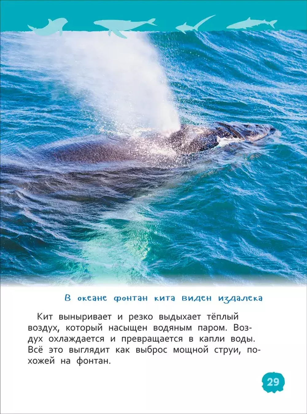 Акулы, киты и дельфины (Энциклопедия для детского сада)