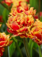 Тюльпан Махрово-бахромчатый Голд Даст