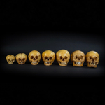 Набор «Череп человека» (анатомические модели)