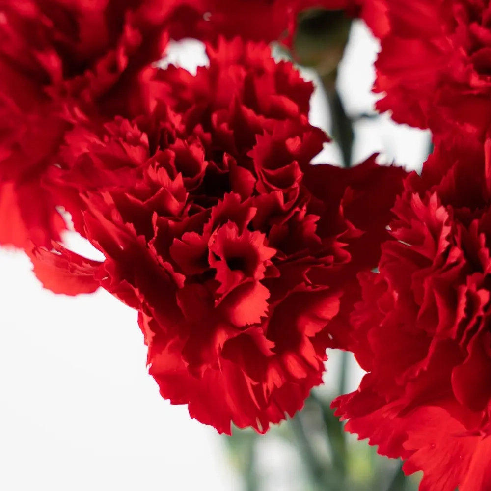Bouquet of 15 red tulips