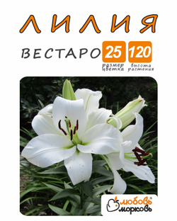 Лилия Луковица, Вестаро, 1 шт