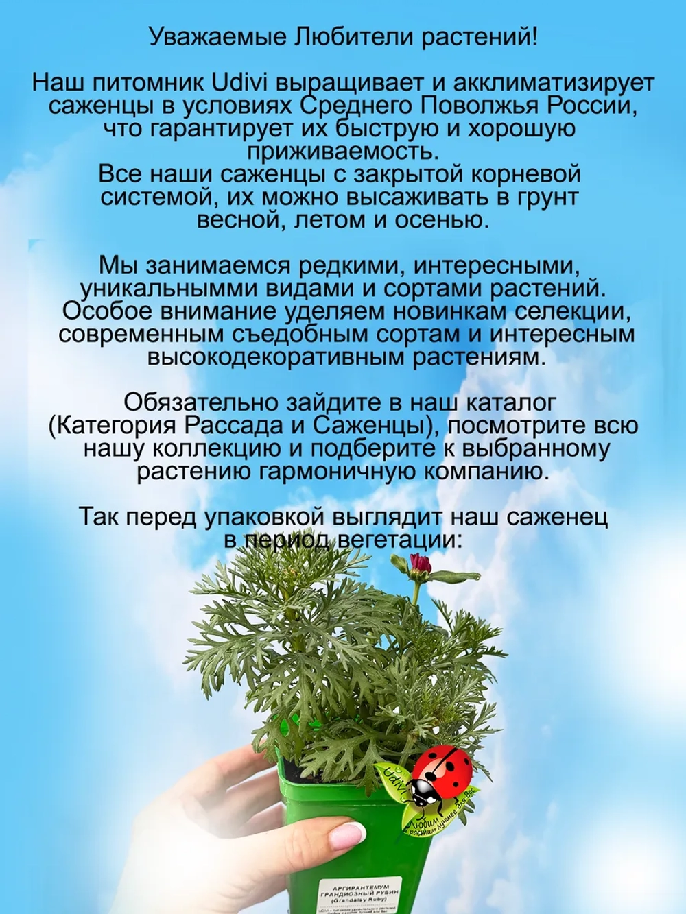 Аргирантемум Грандиозный рубин Грандэйзи Руби