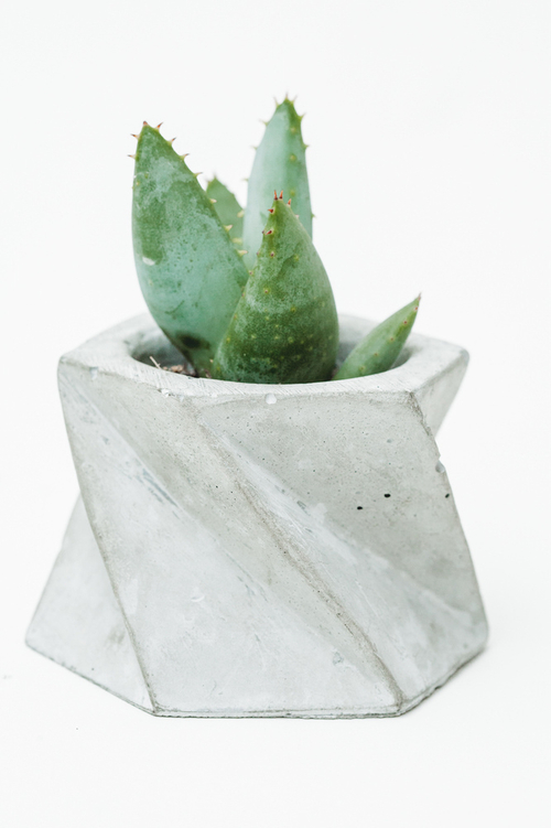 Пухлое алоэ